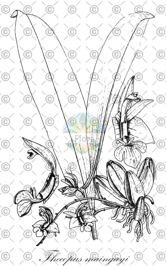 HistAbb_wfo-0000322877_2_ENZY_Simple | Historische Abbildung von Thecopus maingayi - Orchidaceae | Historical Illustration of Thecopus maingayi - Orchidaceae