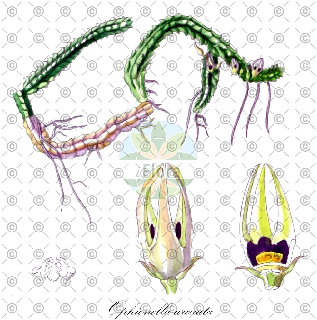 HistAbb_wfo-0000257133_2_ENZY_Simple | Historische Abbildung von Ophionella arcuata - Apocynaceae | Historical Illustration of Ophionella arcuata - Apocynaceae