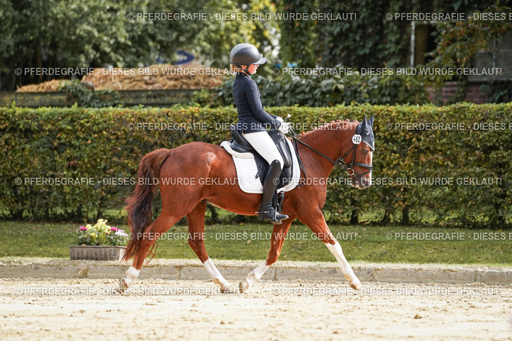 DSC04096 | Pferdegrafie