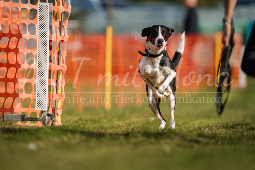 20250928_Hunderennen-174 | MuT (Mensch und Tier) mit Mona - Fotografie und Tierkommunikation - Realisiert mit Pictrs.com