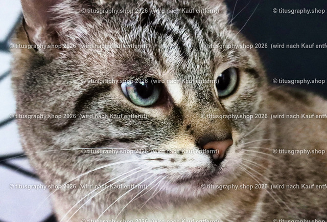 Minou 101 | titusgraphy.eu präsentiert anspruchsvolle Katzenfotos in verschiedenen Variationen.  - Realisiert mit Pictrs.com