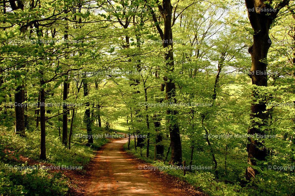 Frühlings-Laubwald mit Wind+Sonne WB-008 | Wald, Ruhe, Erholung, Abschalten, relaxen, Augenoasen, Kraft tanken, Waldbaden, Stress reduzieren, Bäume, Kirschblüten, Frühlingswald, Sonne im Wald, Licht im Wald, Herbstwald, Waldwege, Gebirgswald, Wasser im Wald, Felsen im Wald, - Realisiert mit Pictrs.com