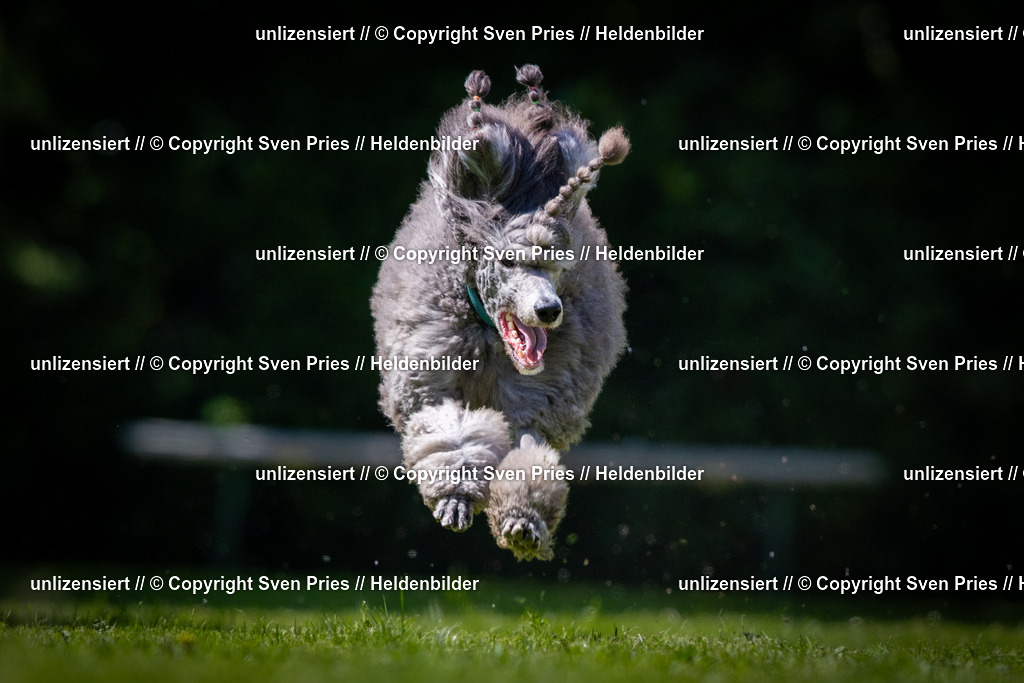 Sven Pries | 2025-08-10 - Hunderennen Durlach - Realisiert mit Pictrs.com