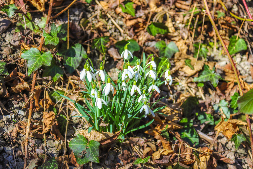 20210228-IMG_6817 | Schneeglöckchen, Galanthus, Amaryllisgewächse, Amaryllidaceae - Realisiert mit Pictrs.com