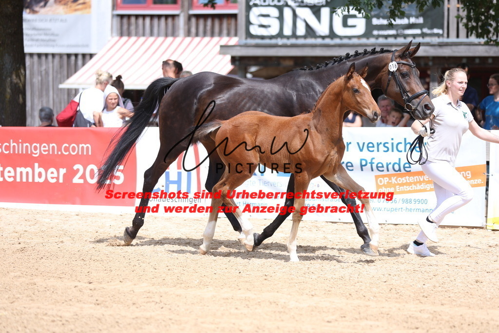 Fohlenschau_Schwäbisch_Hall_dressurbetonte_Fohlen_KN 16_6 | lmwpictures - Realisiert mit Pictrs.com