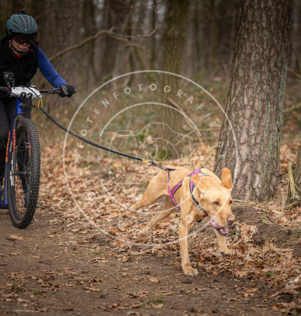 Pfotenfotografie_DV3A7193 | Hundefotografie, Tierfotograf, Pfotenfotografie, Fotoshooting Hund, Hunde Portrait, Hundesport, Hundeportraits, Heideshooting, Hunde, Sportfotograf, Hundefotograf, Turnierhundsport, THS,  - Realisiert mit Pictrs.com