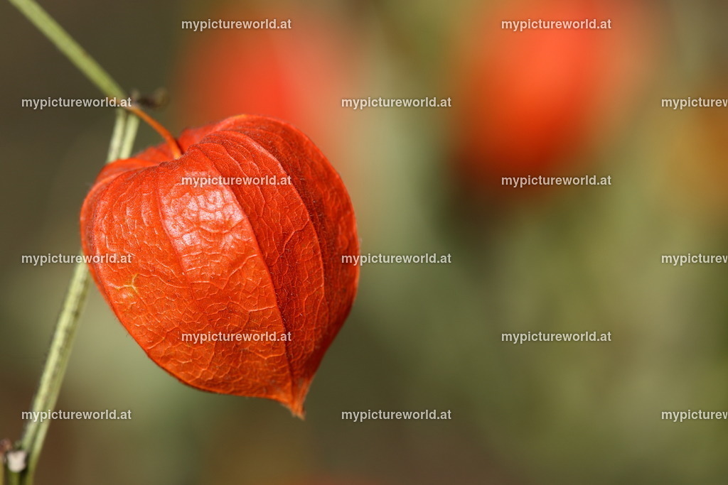 Gewöhnliche Judenkirsche-001 | Das Bilderarchiv über Tiere, Planzen und Landschaften. In der Bilddatenbank finden Sie ein große Auswahl an hochwertigen Bilder für Ihre Werbung - Realisiert mit Pictrs.com