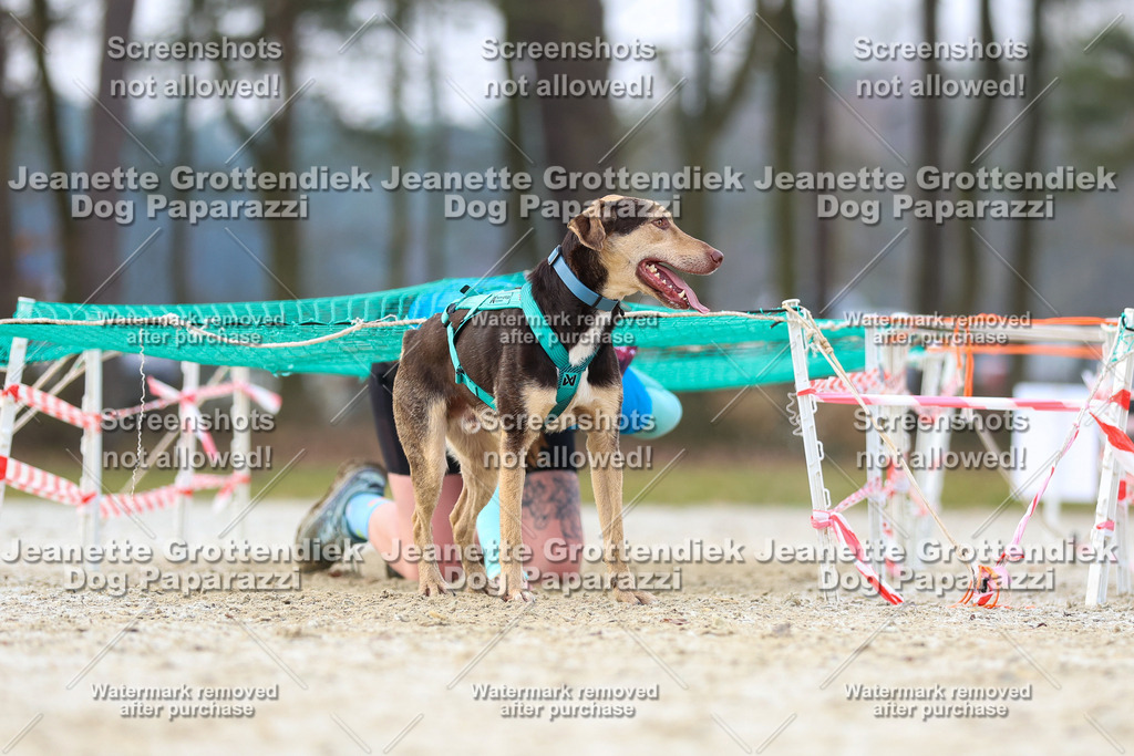 Dog Paparazzi - Strongdog North Mrz26-3863 | Dog Paparazzi Jeanette Grottendiek Fotografie & Videografie - Realisiert mit Pictrs.com