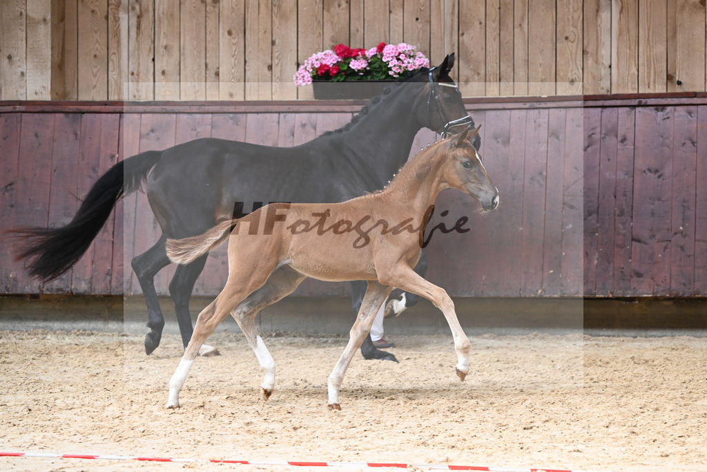 Kat-Nr. 25 HF DSP Va Bene_Richter_26230356 | hf-fotografie - Realizzato con Pictrs.com