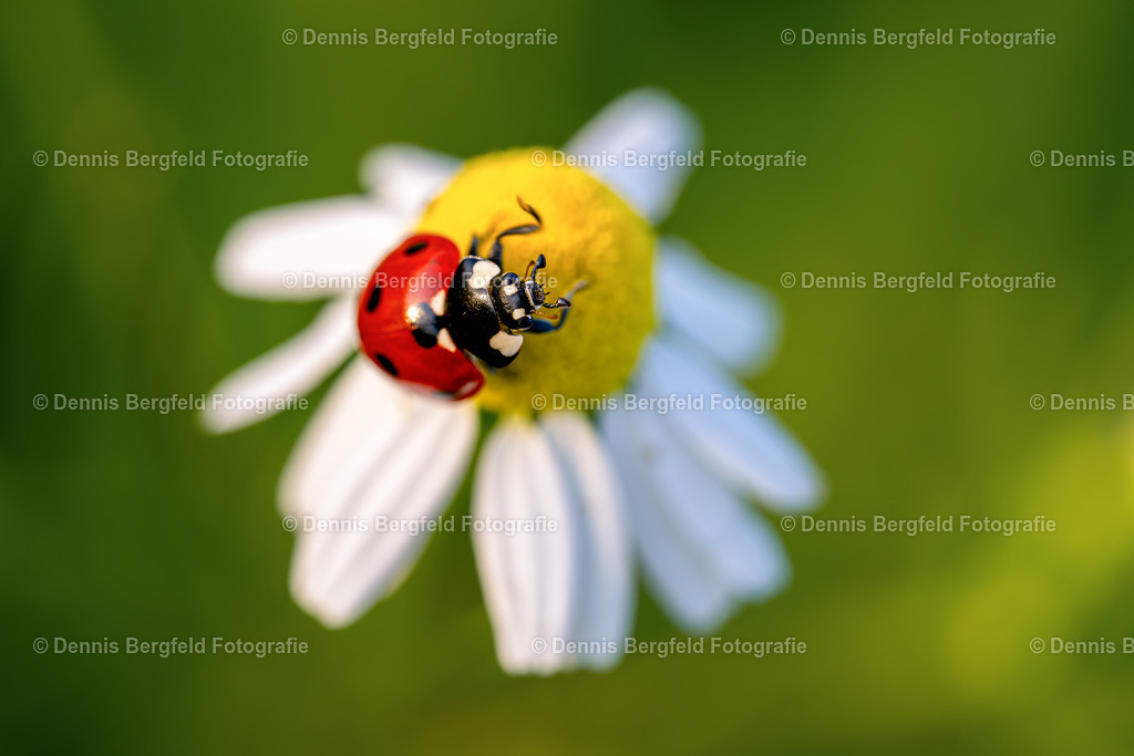 Marienkäfer 3 | Entdecken Sie Natur, Makro und Tierfotografie von Dennis Bergfeld.Besondere Momente und Details der Natur, hochwertig als Foto und Wandbild erhältlich. - Realisiert mit Pictrs.com