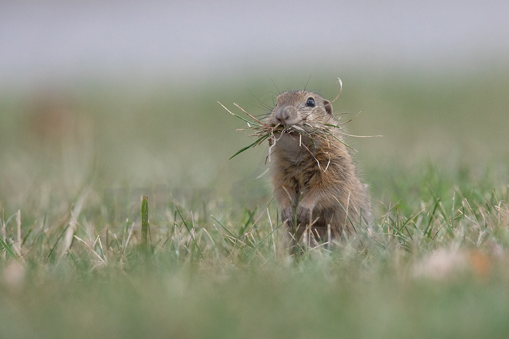 20190806082257 | Der, in Österreich auch das, Europäische Ziesel (Spermophilus citellus, Syn.: Citellus citellus), auch Schlichtziesel genannt, ist ein bodenbewohnendes, meist Steppengebiete und Graslandschaften besiedelndes rattengroßes Nagetier aus der Familie der Hörnchen (Sciuridae). Es kommt in den Steppen Südosteuropas von Österreich in Teilen des Balkans sowie in der Türkei vor. - Realisiert mit Pictrs.com
