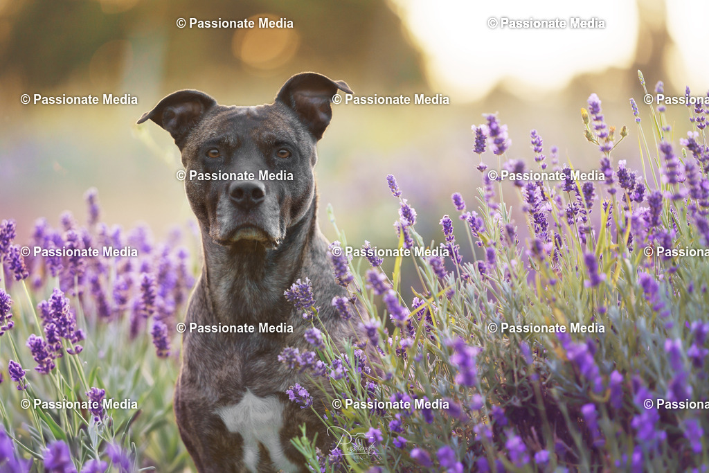 _DSC1832 | Passionate Media, dein Fotograf aus Brandenburg, Märkisch Oderland, im Bereich Motorsport, Autos und Motorräder sowie Events und auch Hunde. Shootings oder auch Eventbegleitungen können bei mir gebucht we