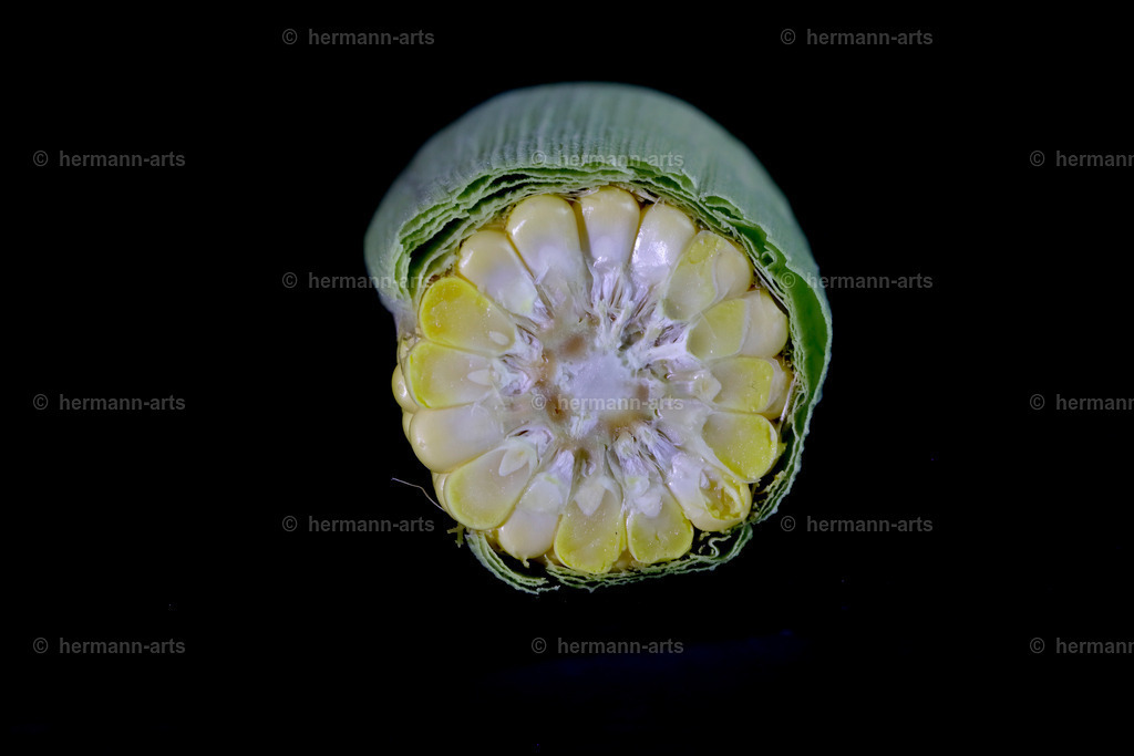 Fruits-Art-031 | Photo Foto Kunst Art schwarzweiss Bilder Rheine Münster Berlin Blumen 