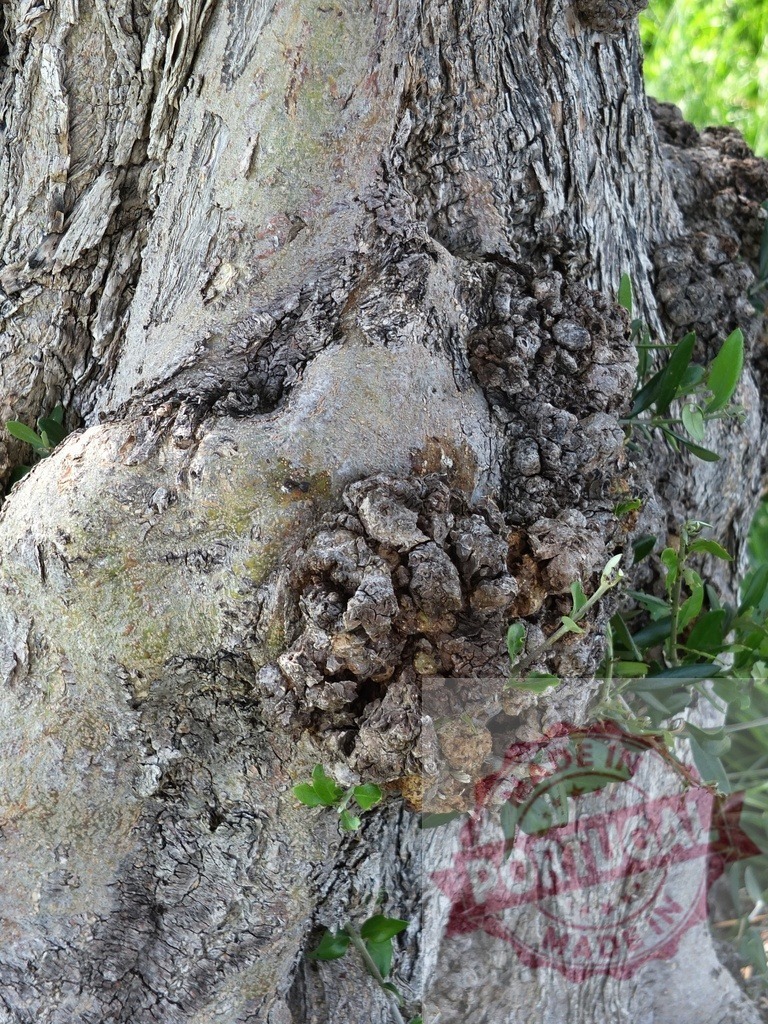 Olive tree trunk with burl growing and small leaves sprouting | Close-up of burl growing on olive tree trunk with small leaves sprouting, showcasing the resilience of nature - Realisiert mit Pictrs.com