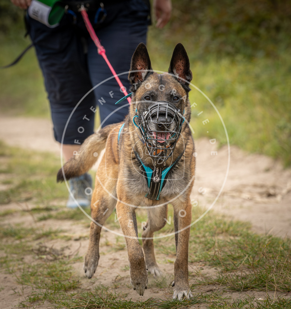 Pfotenfotografie_DV3A8045 | Hundefotografie, Tierfotograf, Pfotenfotografie, Fotoshooting Hund, Hunde Portrait, Hundesport, Hundeportraits, Heideshooting, Hunde, Sportfotograf, Hundefotograf, Turnierhundsport, THS,  - Realisiert mit Pictrs.com