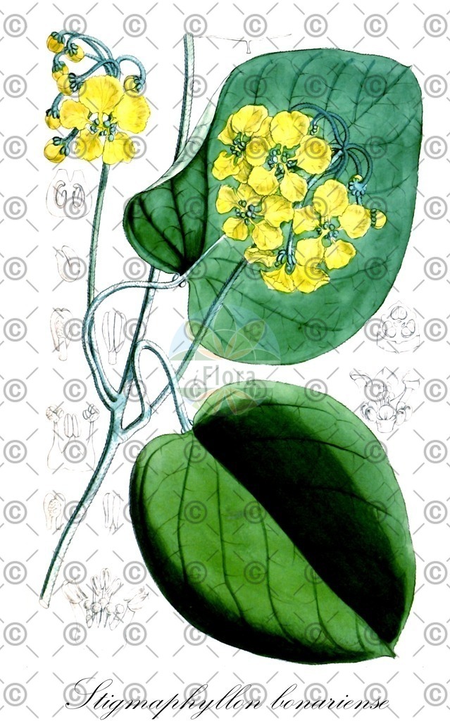 HistAbb_wfo-0000316810_1_ENZY_Simple | Historische Abbildung von Stigmaphyllon bonariense - Malpighiaceae | Historical Illustration of Stigmaphyllon bonariense - Malpighiaceae