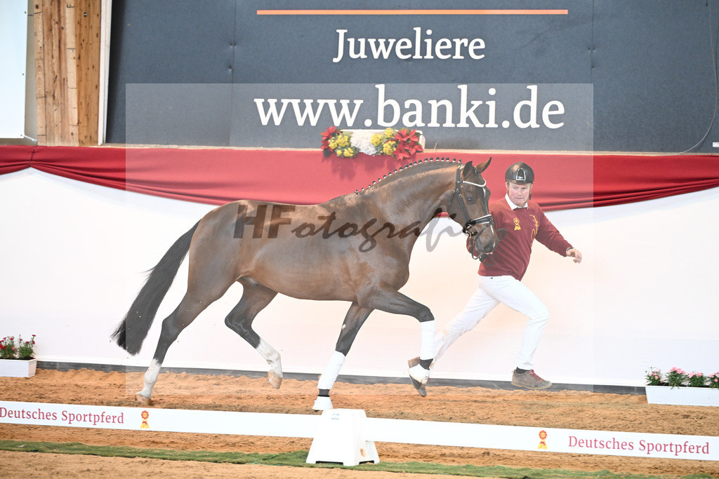Kat-Nr. 57 Valverde x Diamond Hit_Blessing_43231009 | hf-fotografie - Realisiert mit Pictrs.com
