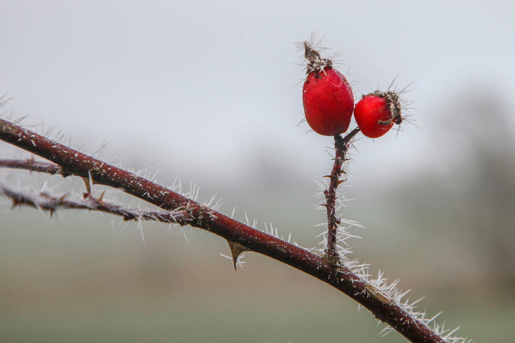 Raureif_Weisten_101222_07 | Bildergalerie von Sport-Ereignissen aber auch von weiteren spannenden Dingen - nicht nur vom Niederrhein. In Anlehnung an den bekannten Spruch von Hanns Dieter Hüsch heißt das Motto: "Niederrhein ist überall".  - Realisiert mit Pictrs.com