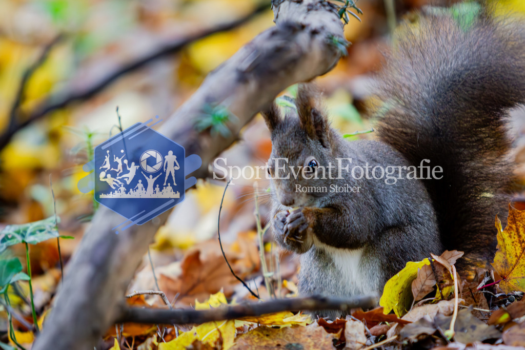 _MG_3464 | SportEventFotografie - Roman Stoiber