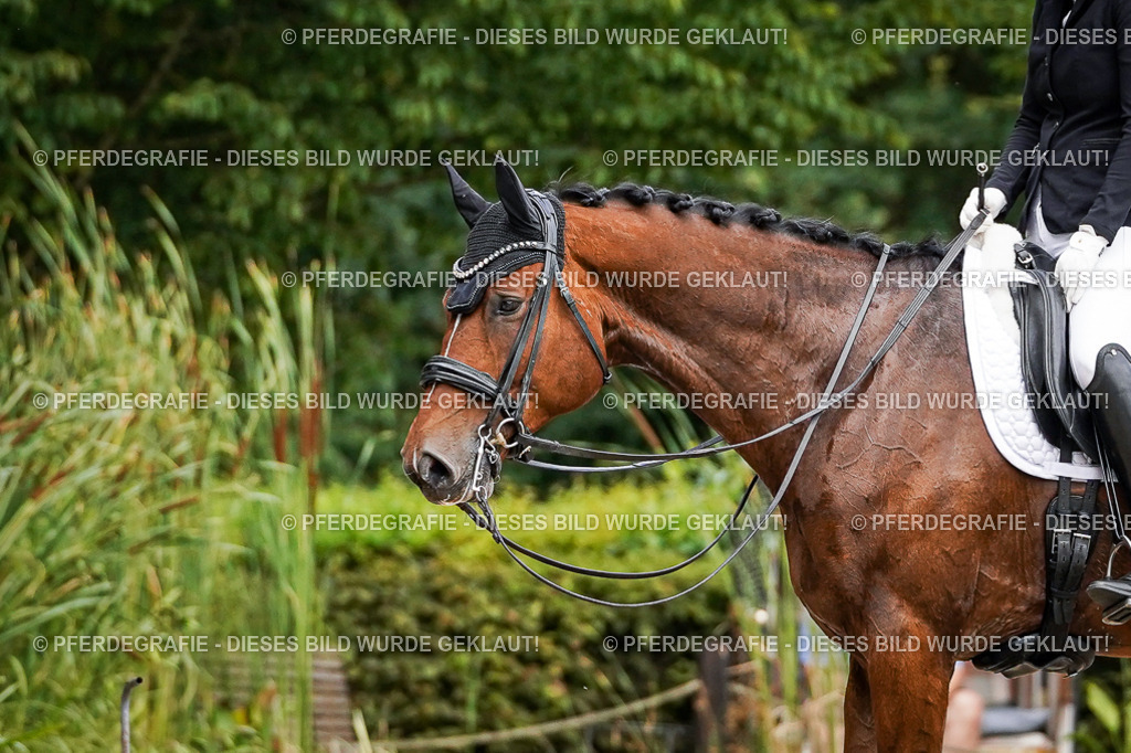 DSC04263 | Pferdegrafie