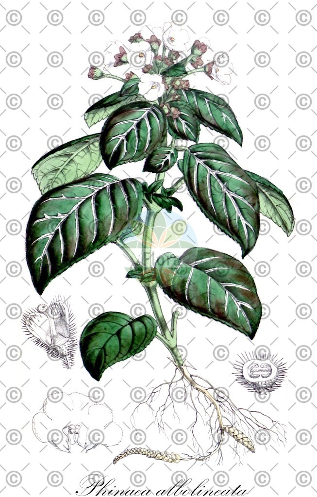 HistAbb_wfo-0000490752_1_ENZY_Simple | Historische Abbildung von Phinaea albolineata - Gesneriaceae | Historical Illustration of Phinaea albolineata - Gesneriaceae