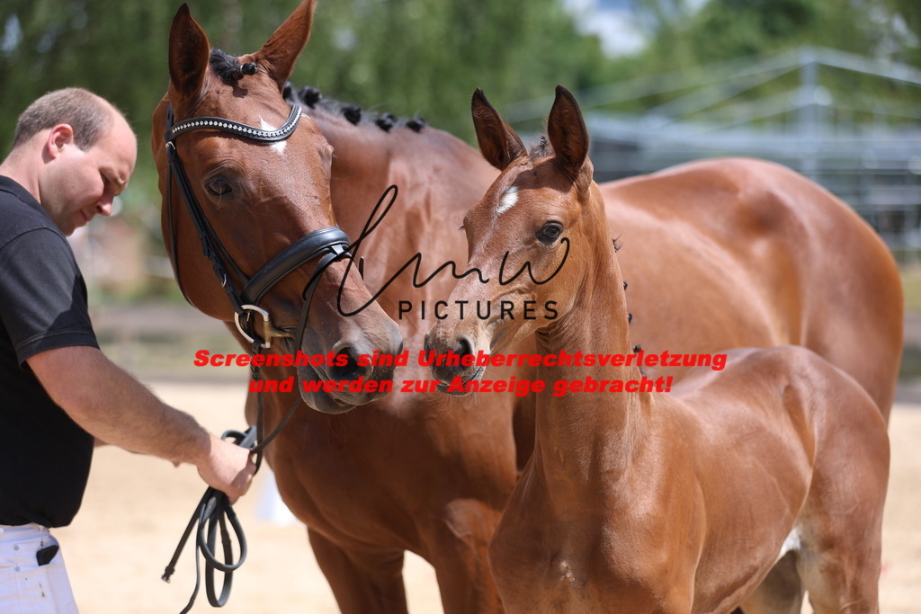 Fohlenschau_Schwäbisch_Hall_springbetonte_Fohlen_KN 19_11 | lmwpictures - Realisiert mit Pictrs.com