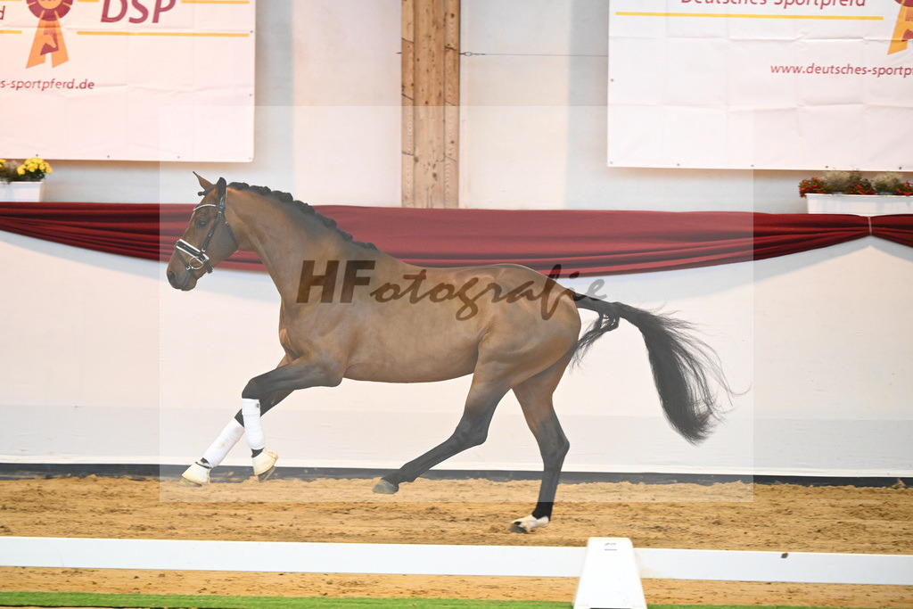 Kat-Nr. 64 v. Vitalis_Bock_66222191 | hf-fotografie - Realisiert mit Pictrs.com