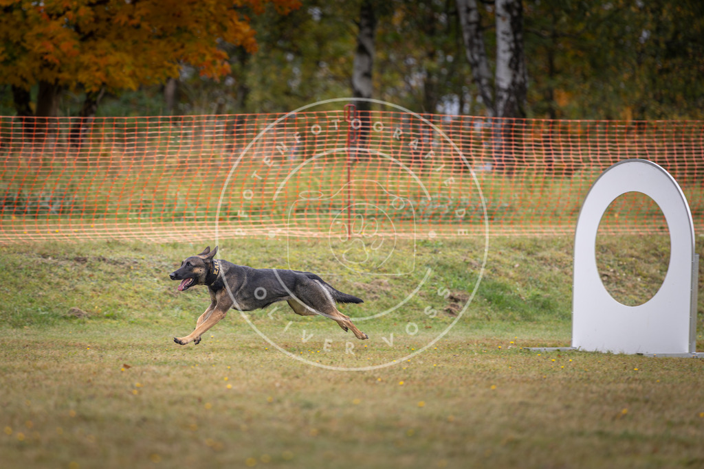 Pfotenfotografie_DV3A1334 | Hundefotografie, Tierfotograf, Pfotenfotografie, Fotoshooting Hund, Hunde Portrait, Hundesport, Hundeportraits, Heideshooting, Hunde, Sportfotograf, Hundefotograf, Turnierhundsport, THS,  - Realisiert mit Pictrs.com