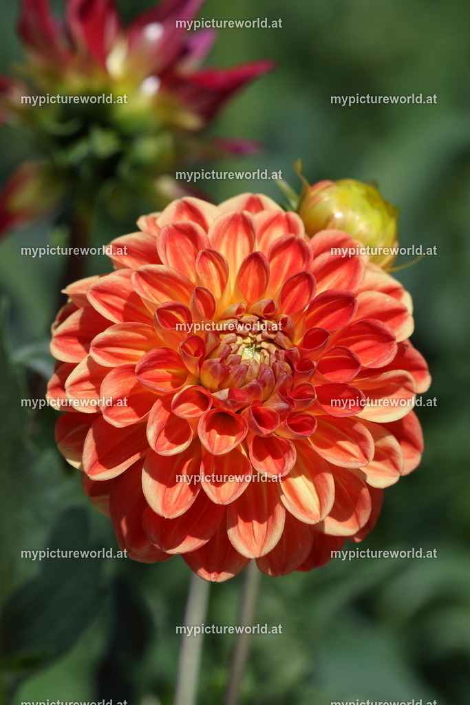Dahlie-007 | Das Bilderarchiv über Tiere, Planzen und Landschaften. In der Bilddatenbank finden Sie ein große Auswahl an hochwertigen Bilder für Ihre Werbung - Realized with Pictrs.com