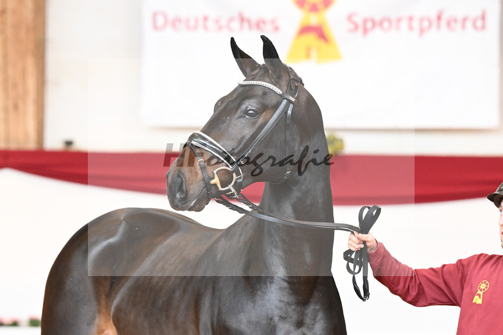Kat-Nr. 44 Quaterback x Desperados_Ullmann_43230467 | hf-fotografie - Realisiert mit Pictrs.com