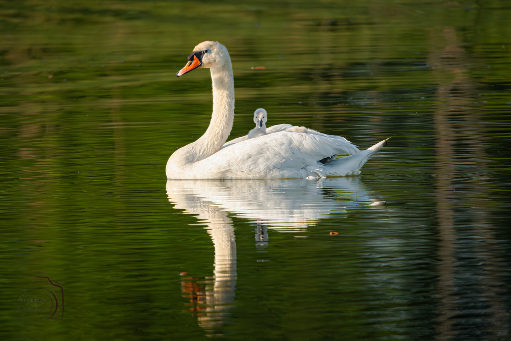 Huckepack | Holzisphotography, Landschaftsfotografie, Wildlifefotogorafie - Realisiert mit Pictrs.com