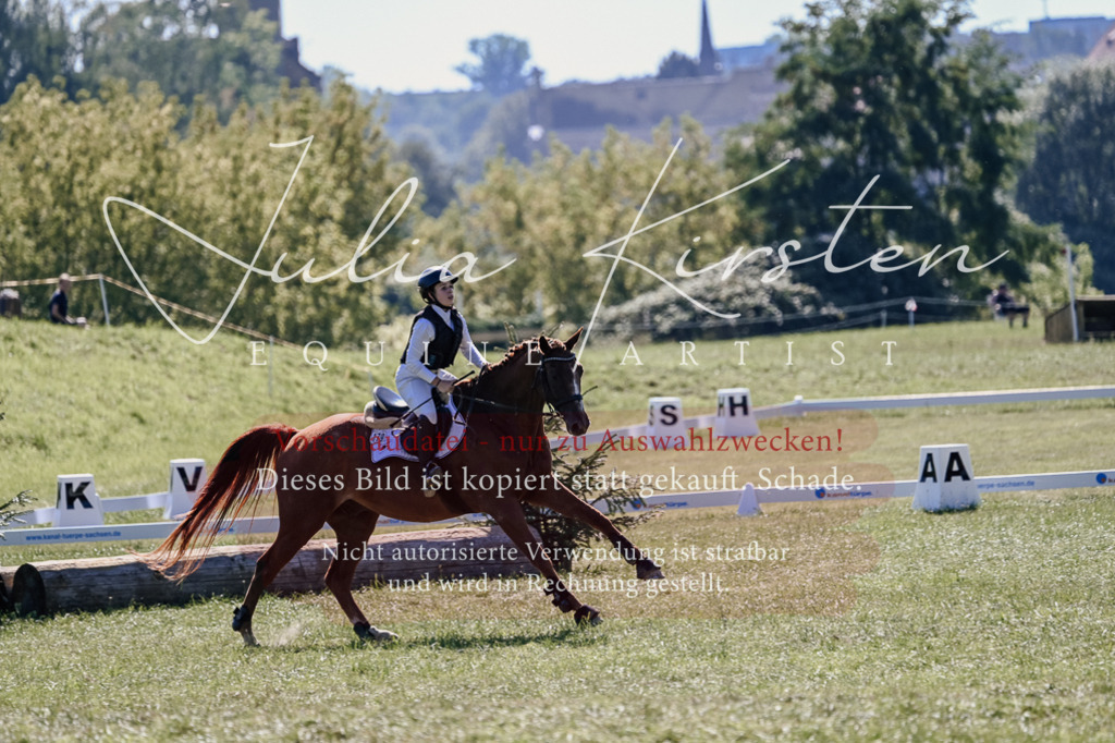 DSC_2657 | Pferde- und Turnierfotografie in Westsachsen. Pferdeportraits, Auftragszeichnungen und intuitive Kunst.