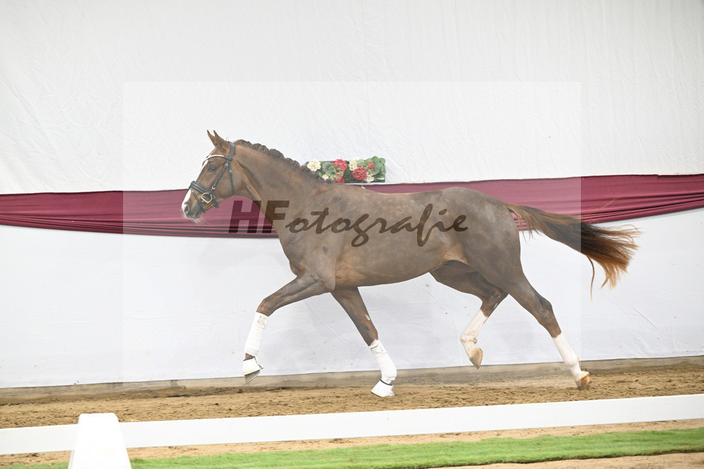 Kat-Nr. 113 Benicio x Floriscount_Galneder Zuchthof GbR_47253759 | hf-fotografie - Realisiert mit Pictrs.com