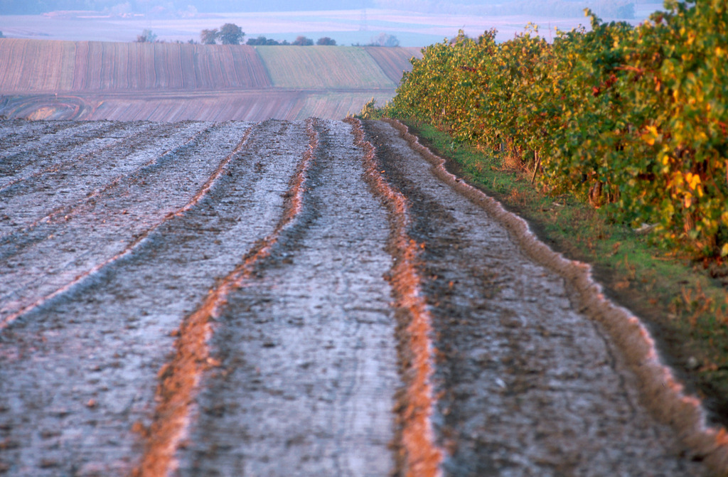 Frost auf Ackerlandschaft und Weinreben | Pillichsdorf, Austria: Frost auf Ackerlandschaft und Weinreben. - Realisiert mit Pictrs.com