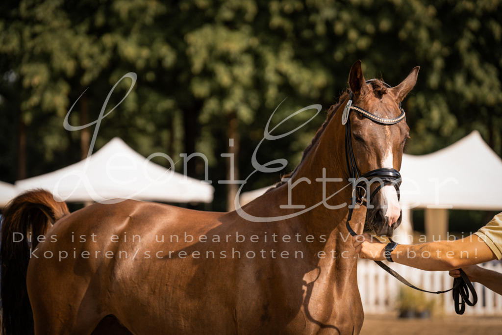 FrER00138 | Leoni Ertmer Photography - Realisiert mit Pictrs.com