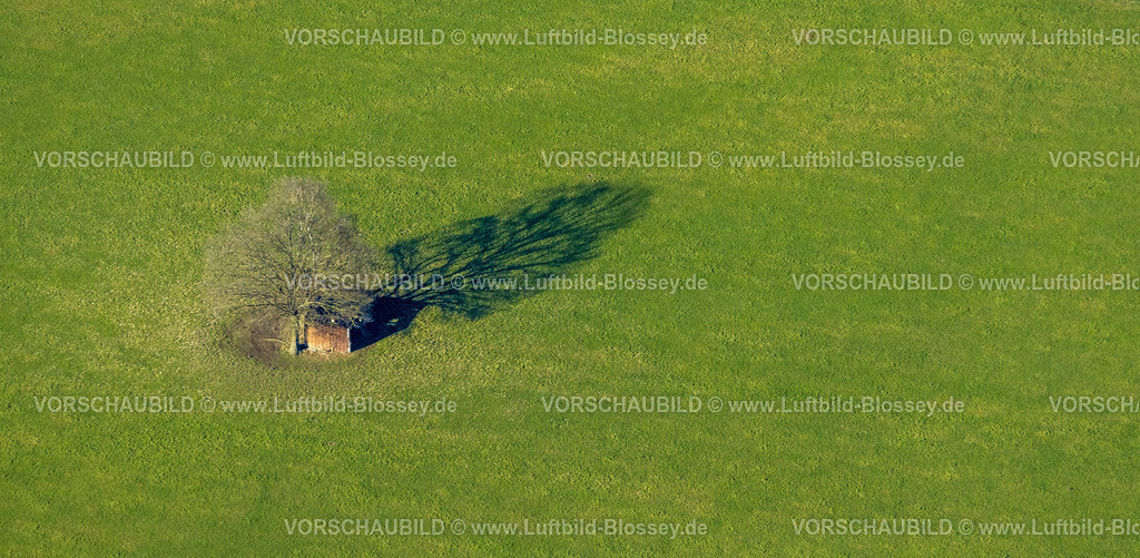 Schmallenberg230205511 | Luftbild, Baum mit Schatten auf einer Wiese, Grafschafter Straße, Schmallenberg, Sauerland, Nordrhein-Westfalen, Deutschland
