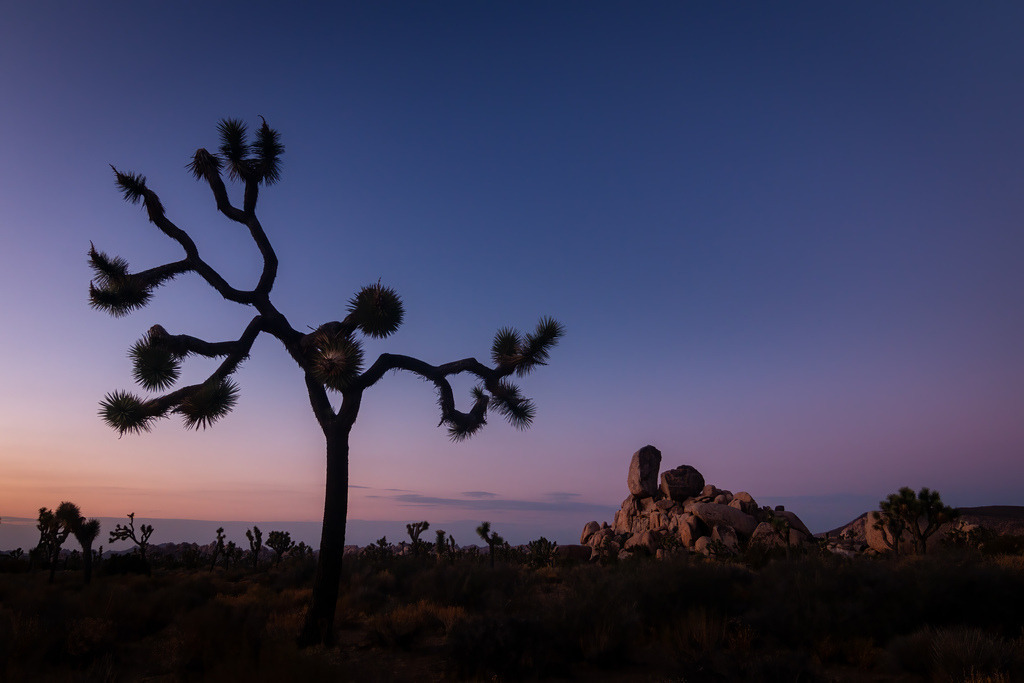 USA Joshua Tree 01 | christophschaarschmidt - Realisiert mit Pictrs.com