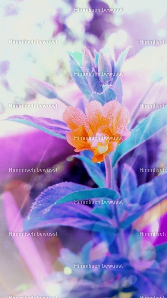 20230912_110535 | Energiebilder der neuen Zeit aus der  Natur,  Tauchen Sie ein in neue Dimensionen, Viola Bous, Dieburg, - Licht_Art-Coaching,  - Realisiert mit Pictrs.com