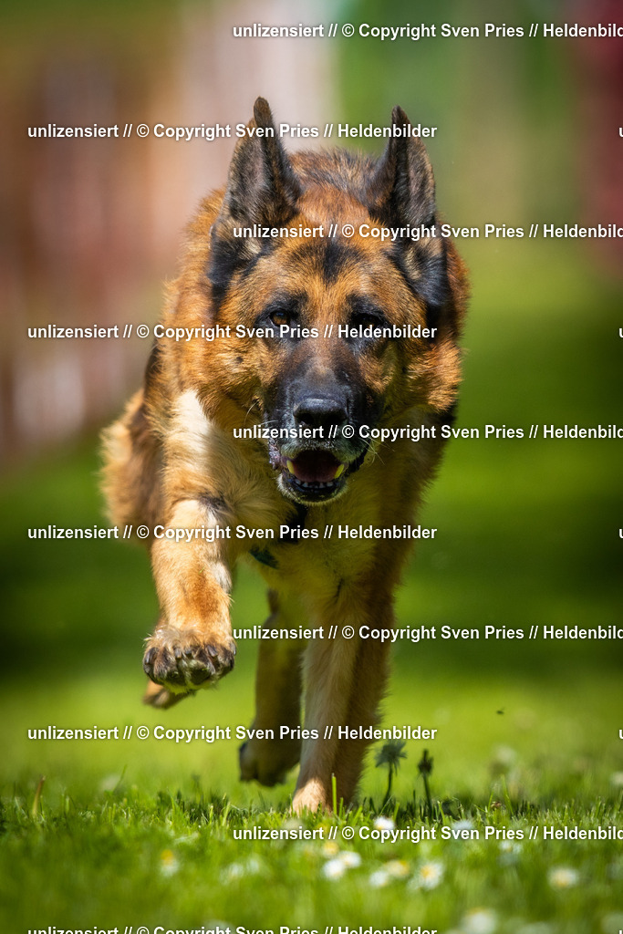 Hunderennen_April_2026_565 | 2026-04-26 - Hunderennen Baden-Oos April 2026 - Realisiert mit Pictrs.com