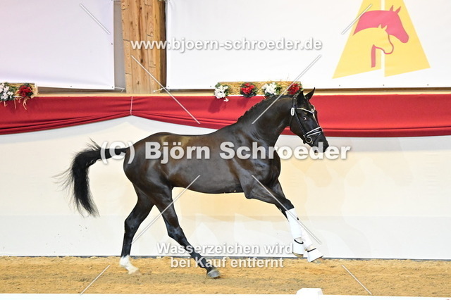 69_Sezuan - San Amour I_787_2455 | Björn Schroeder Pferdefotografie