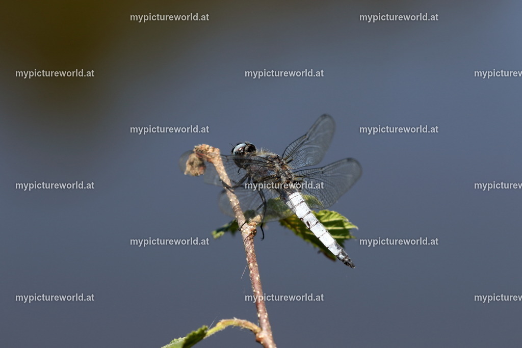 Plattbauch-008 | Das Bilderarchiv über Tiere, Planzen und Landschaften. In der Bilddatenbank finden Sie ein große Auswahl an hochwertigen Bilder für Ihre Werbung - Realisiert mit Pictrs.com