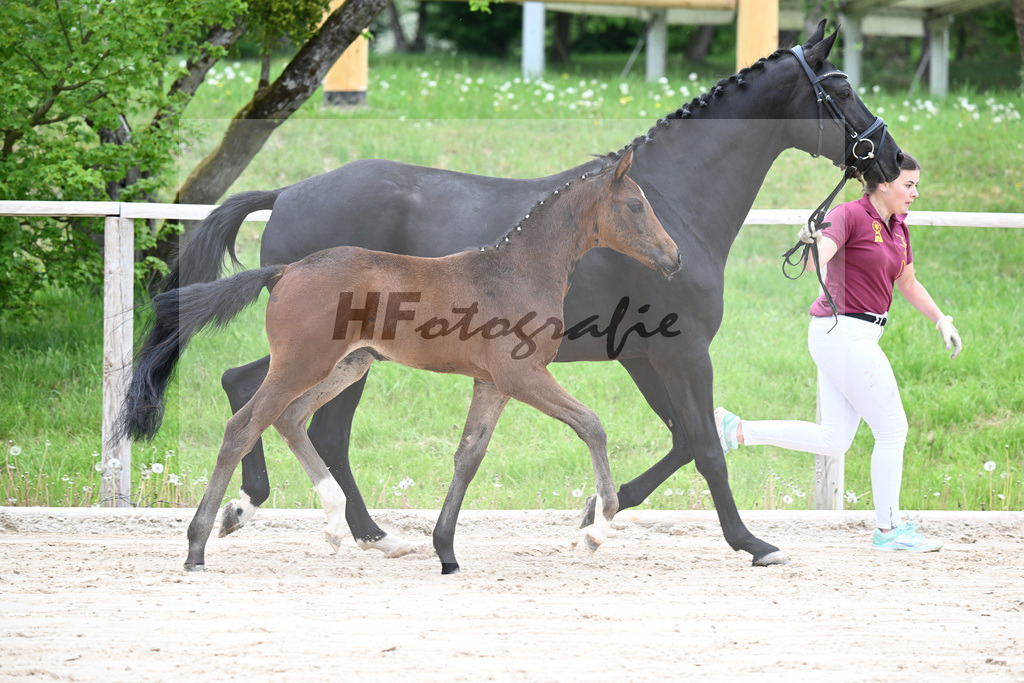 Kat-Nr. 13 SF Debutant PS x Finest_Geyer_24260439 | hf-fotografie - Realisiert mit Pictrs.com