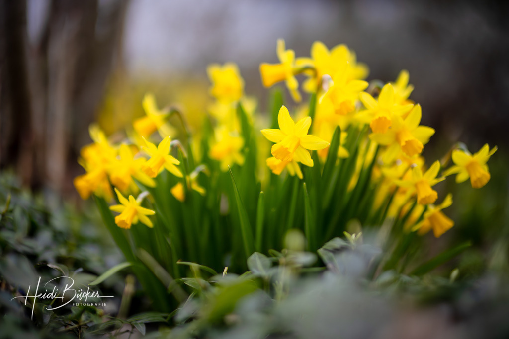 Blühende Narzissen  | Blühende gelbe Narzissen im Garten - Realisiert mit Pictrs.com