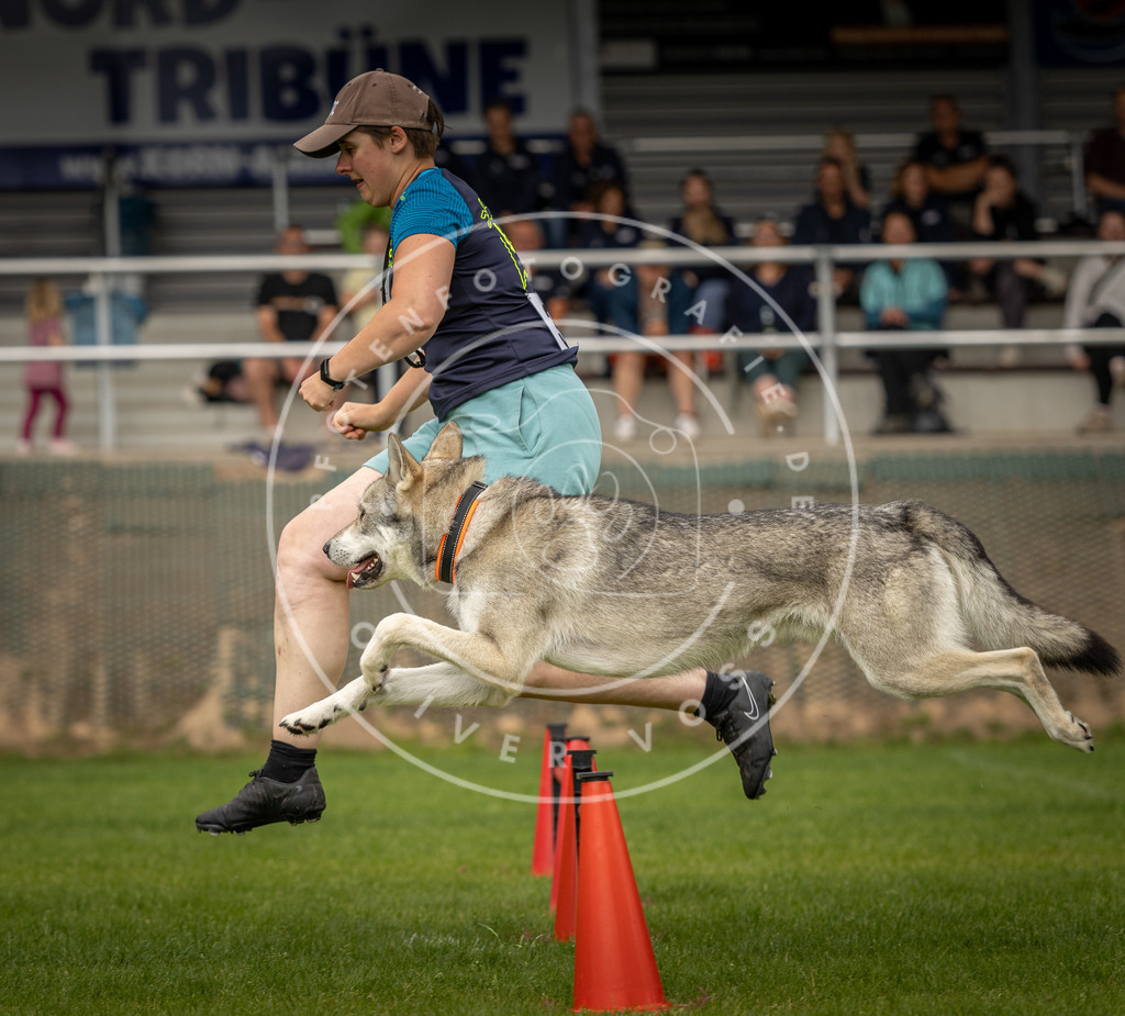Pfotenfotografie_DV3A1706 | Hundefotografie, Tierfotograf, Pfotenfotografie, Fotoshooting Hund, Hunde Portrait, Hundesport, Hundeportraits, Heideshooting, Hunde, Sportfotograf, Hundefotograf, Turnierhundsport, THS,  - Realisiert mit Pictrs.com