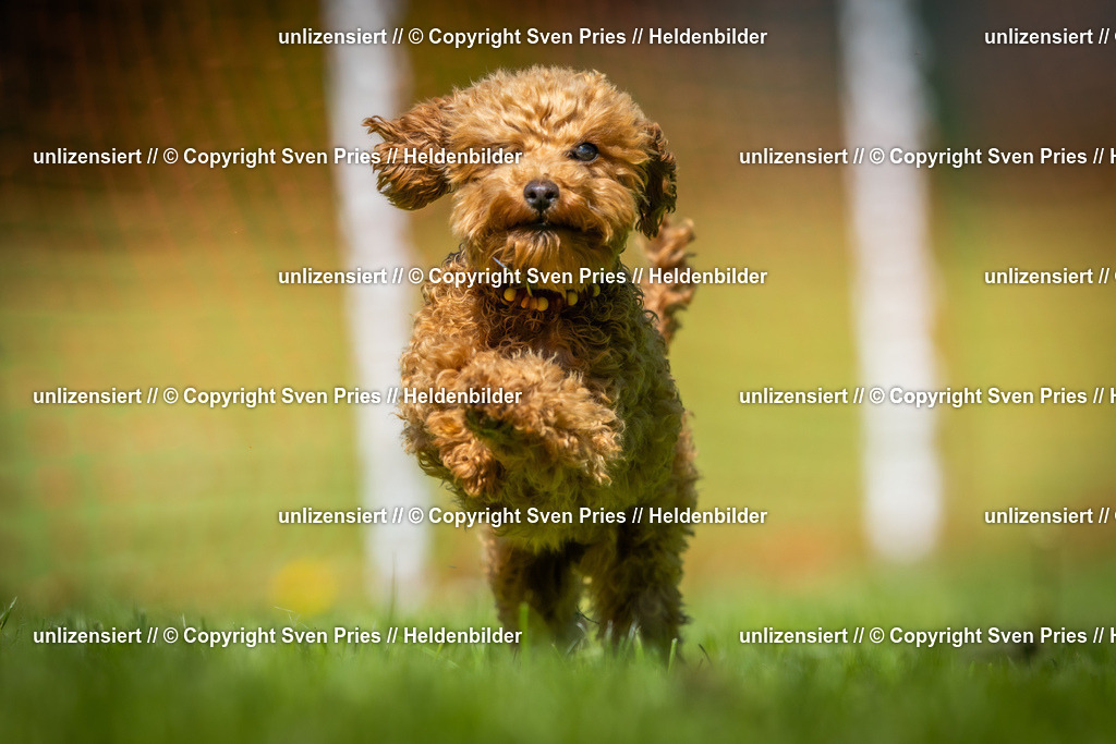 Hunderennen_April_2026_349 | 2026-04-26 - Hunderennen Baden-Oos April 2026 - Realisiert mit Pictrs.com