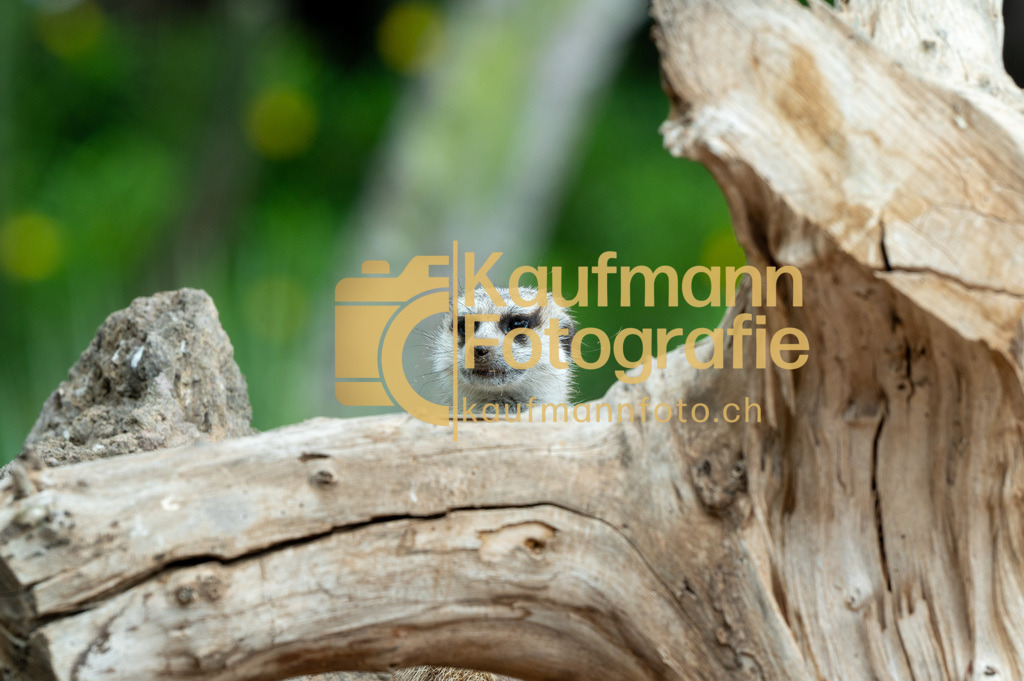 Jungle_Park_def-4020 | kaufmannfoto - Realisiert mit Pictrs.com