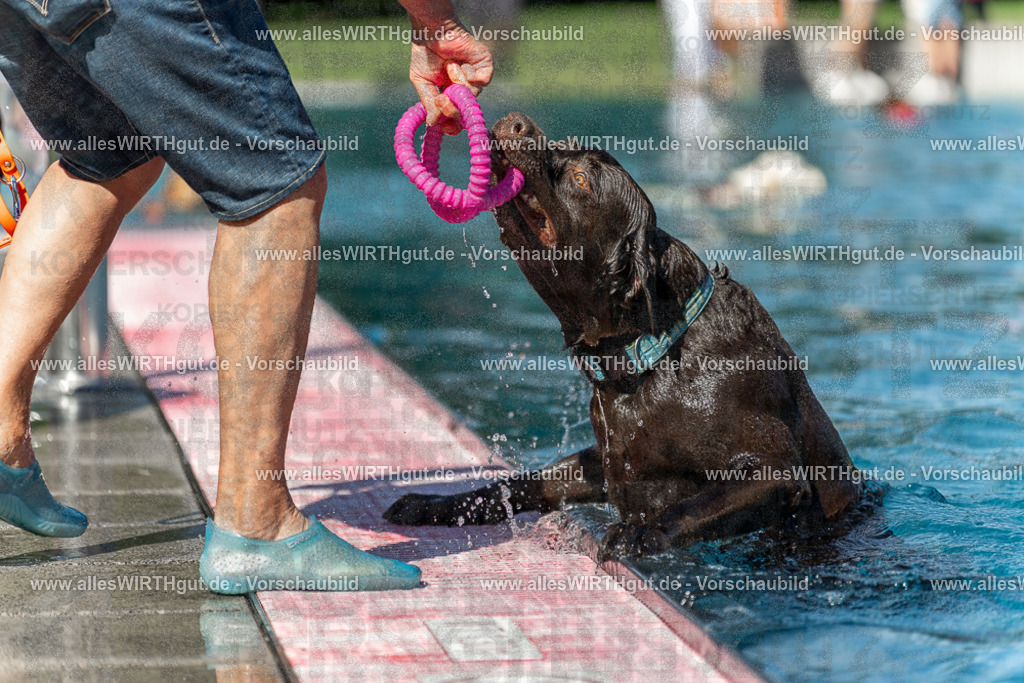 Hundeschwimmen_Volksbad_2026-allesWIRTHgut_Tierfotografie-2609061157-110719-7R500009 | Professionelle Tierfotografie in Mönchengladbach von Daniel Wirth (allesWIRTHgut). Liebevolle & natürliche Bilder von Hunden & Katzen für unvergessliche Erinnerungen.