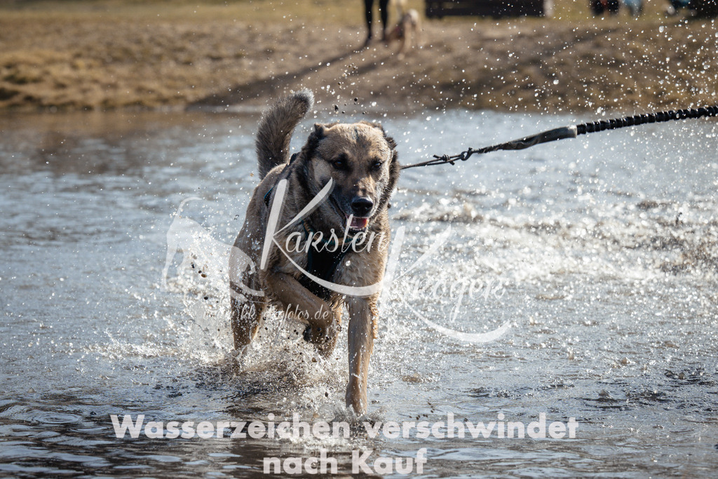 1130_ZZ95028 | kk-dogfotos