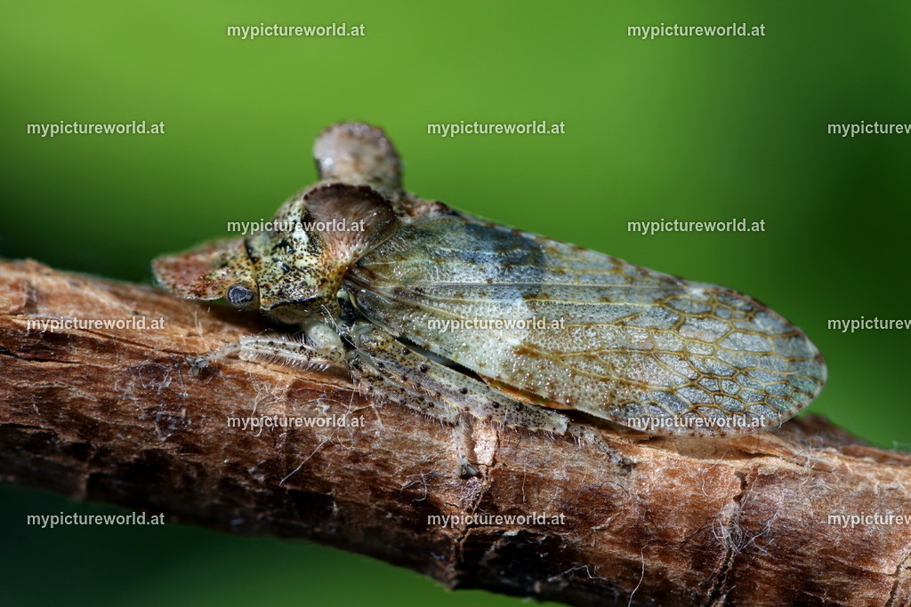 Ledra aurita-003 | Das Bilderarchiv über Tiere, Planzen und Landschaften. In der Bilddatenbank finden Sie ein große Auswahl an hochwertigen Bilder für Ihre Werbung - Realisiert mit Pictrs.com