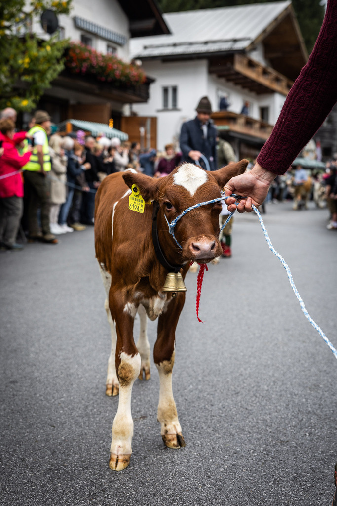 Rupertifest_Flachau_2k25_Webauflösung-184 | Bildershop Chri Fischbacher - Realisiert mit Pictrs.com